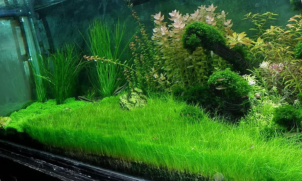 Dwarf Hairgrass (Eleocharis parvula)